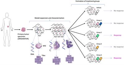 Data augmentation and multimodal learning for predicting drug response in patient-derived xenografts from gene expressions and histology images